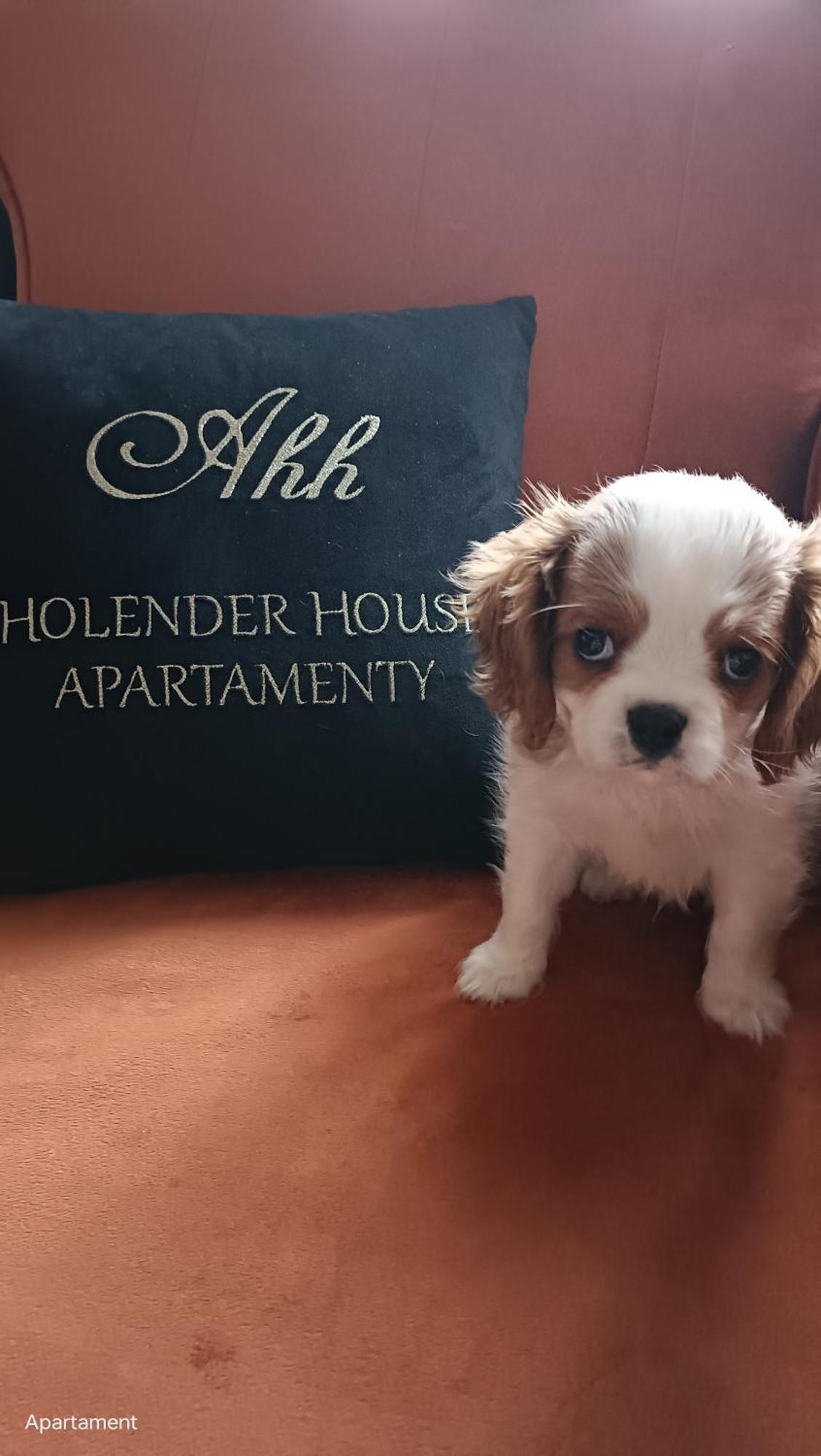 Apartamenty Holender House Choczewo 外观 照片